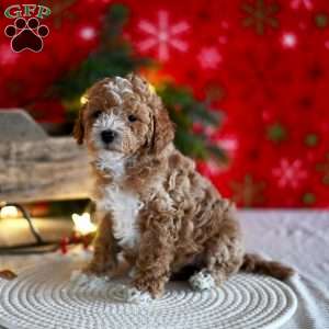 Tracey, Miniature Poodle Puppy